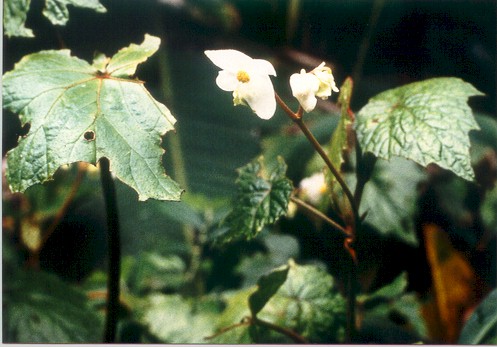B. u339